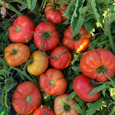 Kokulu 5 Adet Pembe Köy Domates Fidesi