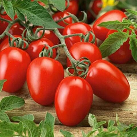 Sofralık ve Salçalık 5 Adet Rio Grande Domates Fidesi
