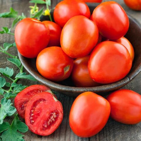 Salçalık 5 Adet Sonya f1 Domates Fidesi