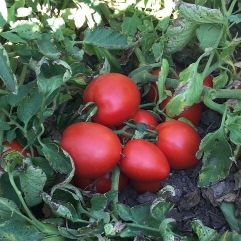 Salçalık 5 Adet Sonya f1 Domates Fidesi