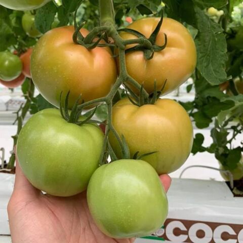 Özel Tür 5 Adet Beef Pembe Domates Fidesi