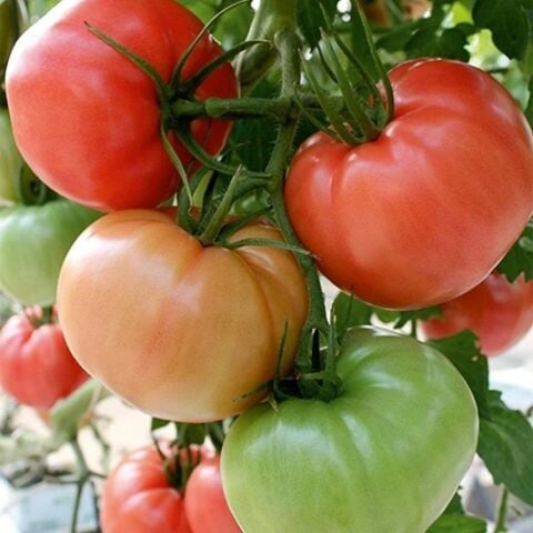 Özel Tür 5 Adet Beef Pembe Domates Fidesi