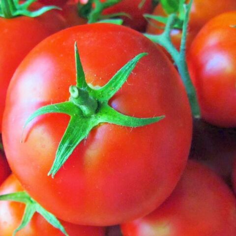 Lezzetli Sofralık 5 Adet Falcon Domates Fidesi