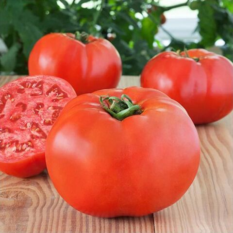 İri 5 Adet Beef Domates Fidesi