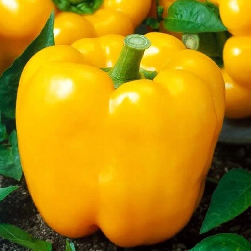 Bol Verimli 5 Adet Sarı Dolma Biber Fidesi