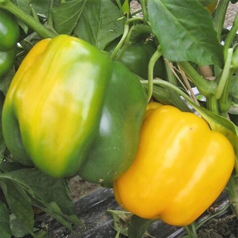 Bol Verimli 5 Adet Sarı Dolma Biber Fidesi