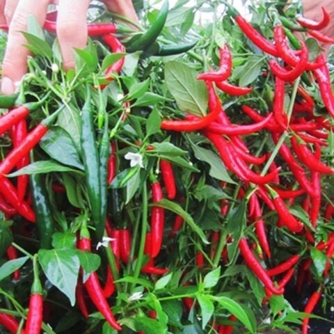 Şili Biber Fidesi (5 Adet)