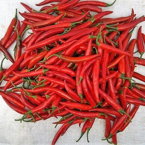 Şili Biber Fidesi (5 Adet)