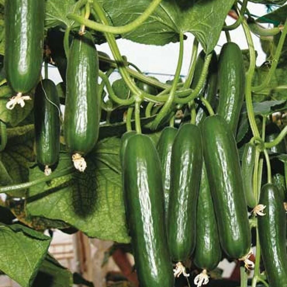 Sırık Salatalık (Hıyar) Tohumu