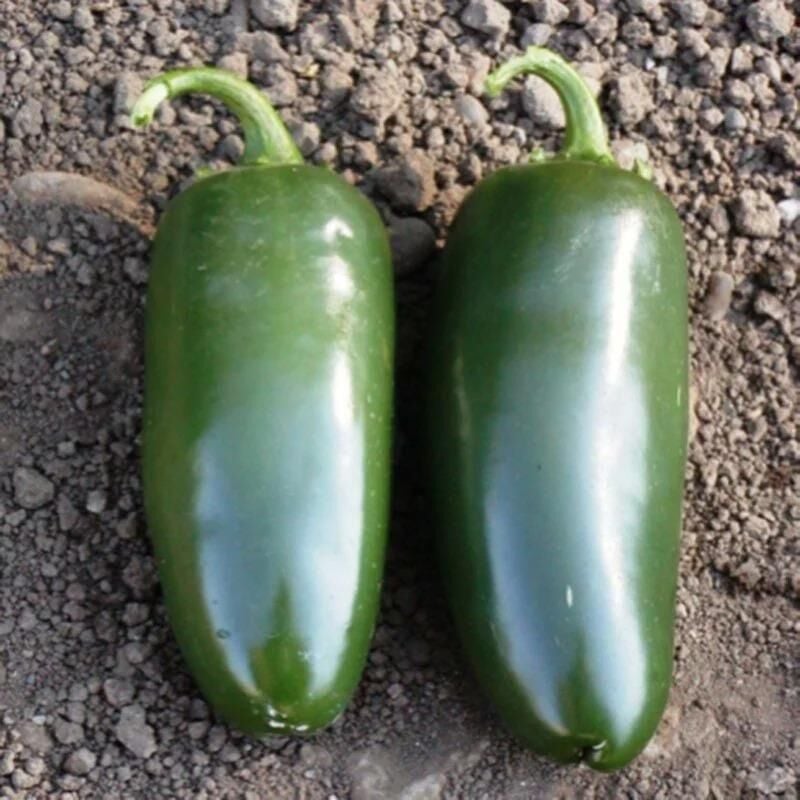 Bol Verimli 5 Adet Jalapeno Biber Fidesi