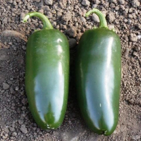Bol Verimli 5 Adet Jalapeno Biber Fidesi
