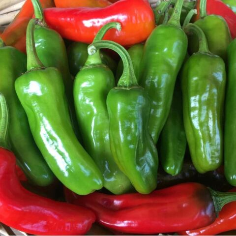 5 Adet Üçburun Urfa Biberi Fidesi (Acı)