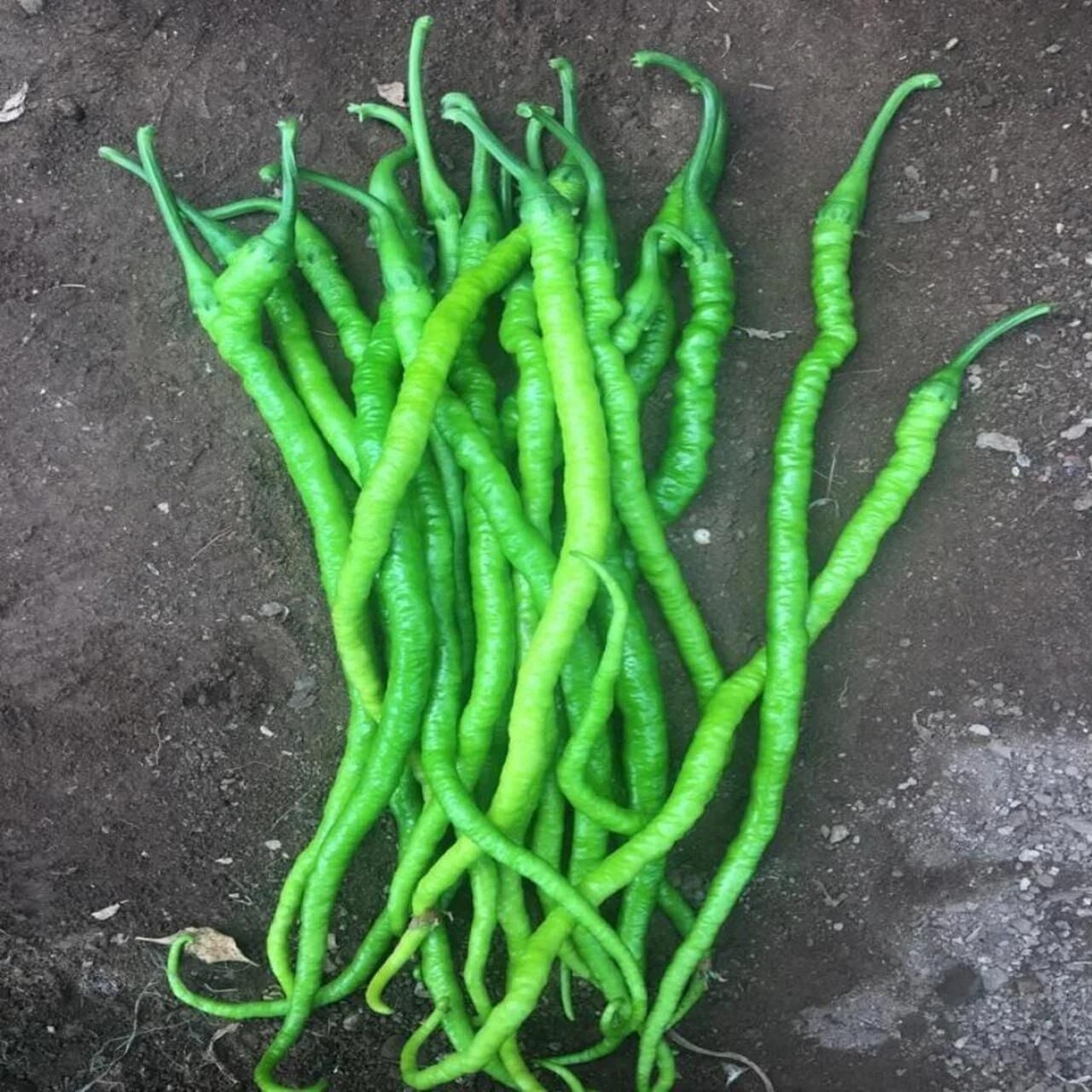 Tatlı 5 Adet Menderes Kıl Biber Fidesi