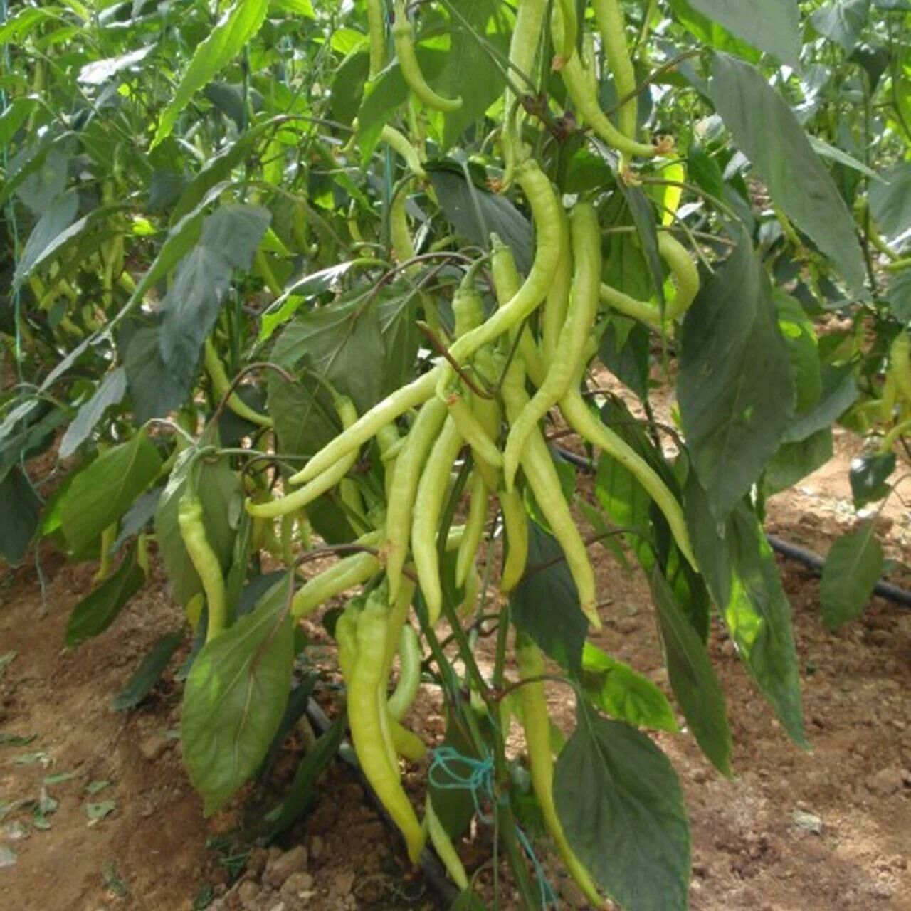 5 Adet Tatlı Sarışın F1 Çorbacı Sarı Biber Fidesi