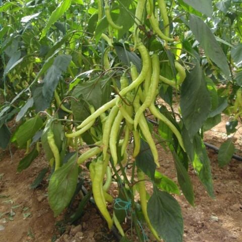 5 Adet Tatlı Sarışın F1 Çorbacı Sarı Biber Fidesi