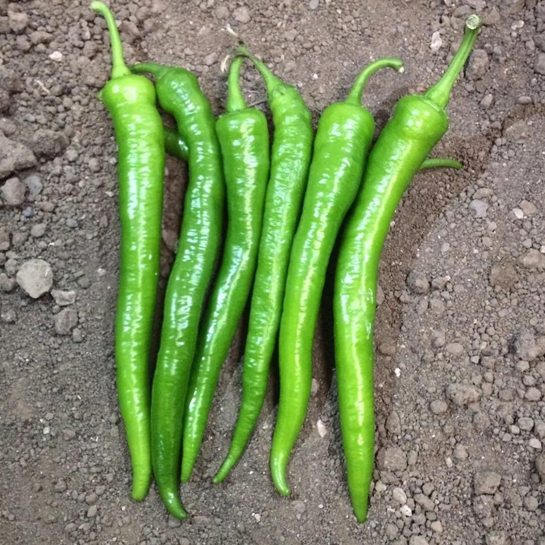 5 Adet Sivri Demre Biber Fidesi