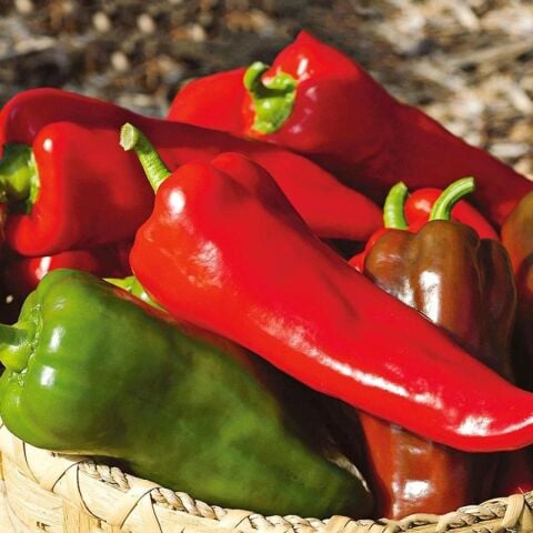 5 Adet F1 Kapya Biber Fidesi