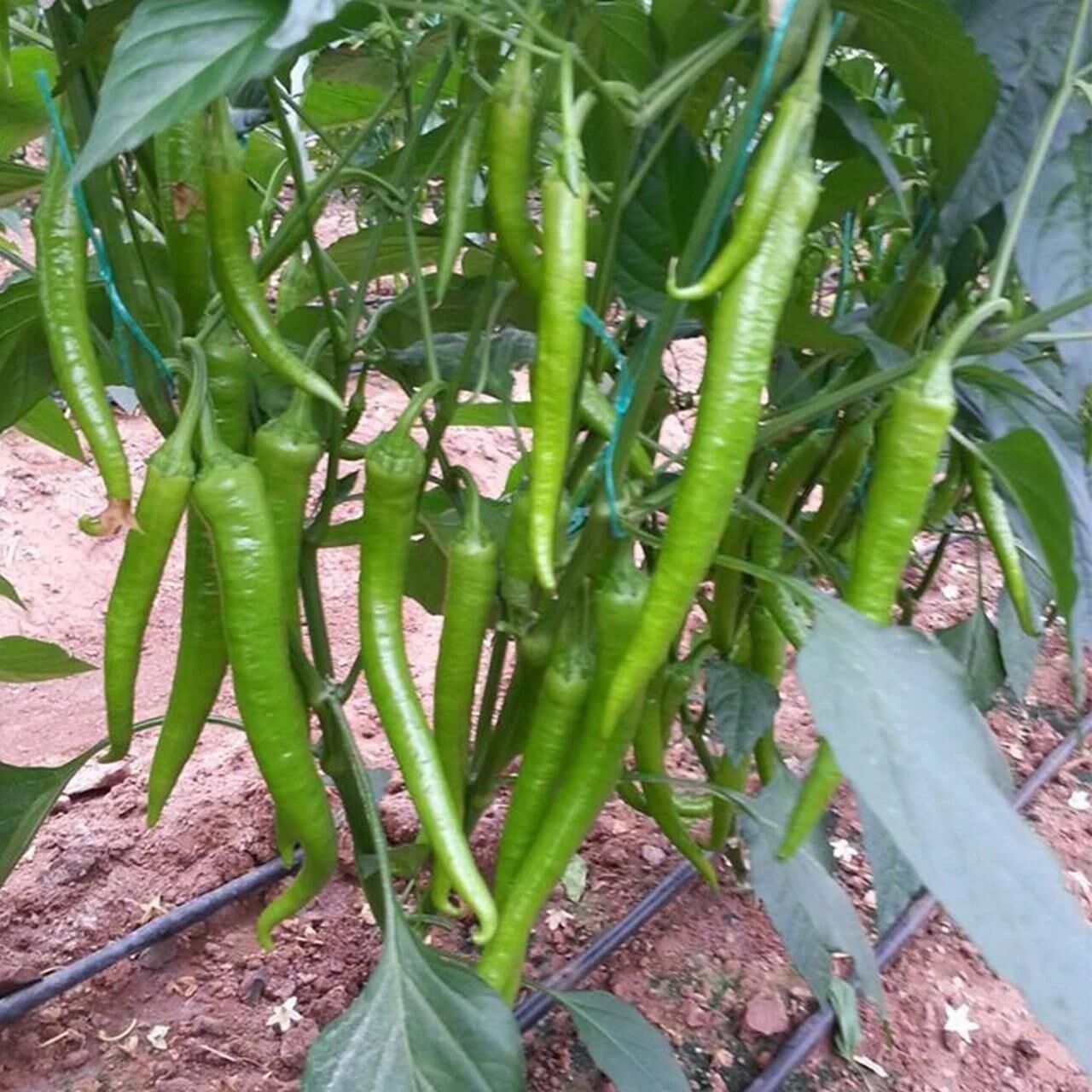 5 Adet Tatlı F1 Şölen Sivri Biber Fidesi