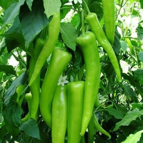 Yıldız F1 Çarliston Biber Fidesi (5 Adet)