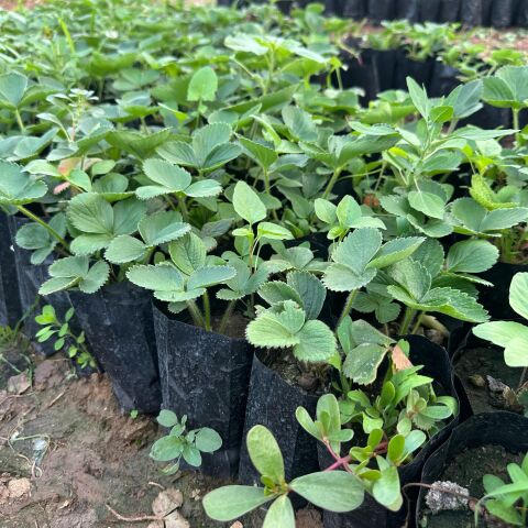 10 Adet Tüplü Albion Yediveren Fidesi