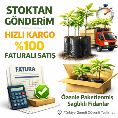 10 Adet Tüplü Albion Yediveren Fidesi