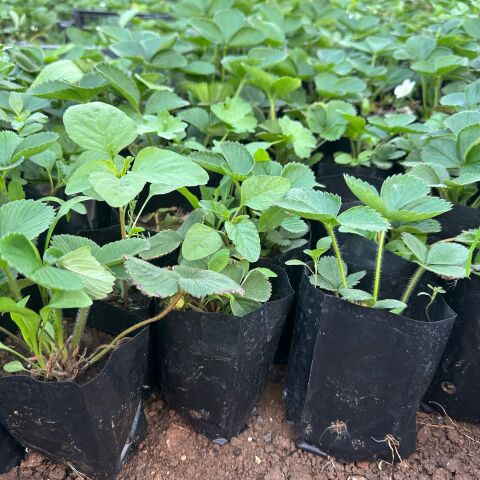 Doğal Tüplü 5 Adet Portala Çilek Fidesi