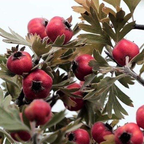 İri Meyveli Aşılı Kırmızı Alıç Fidanı, Tüplü