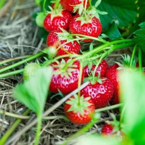 5 Adet Tüplü Rubigem Çilek Fidesi