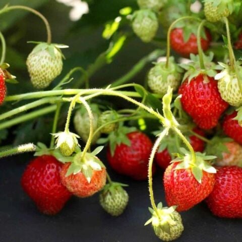 Tüplü 1 Adet Sweet Ann Çilek Fidesi