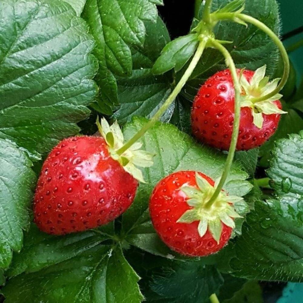 Doğal 1 Adet Tüplü Yediveren Çilek Fidesi