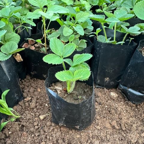 Doğal 1 Adet Tüplü Yediveren Çilek Fidesi