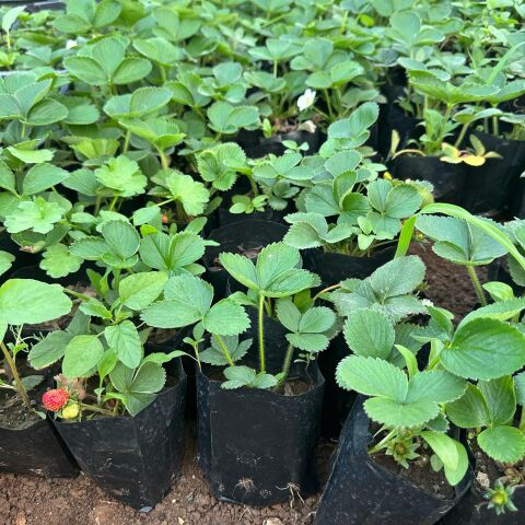 Doğal 1 Adet Tüplü Yediveren Çilek Fidesi