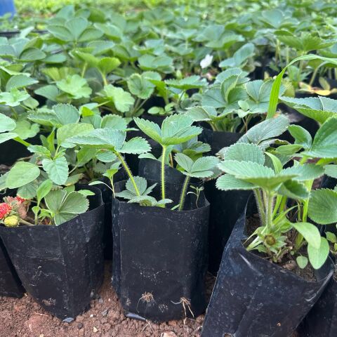 5'li Paket Tüplü Yediveren Çilek Fidesi