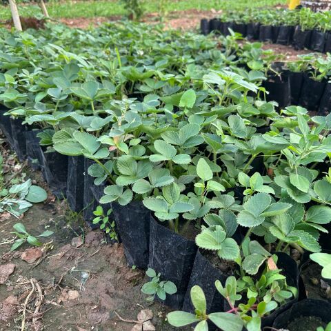 Organik 10'lu Paket Tüplü Yediveren Çilek Fidesi