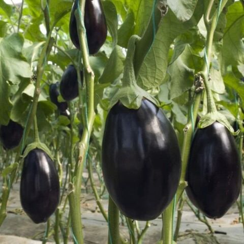 5'li Paket Tüplü Hibrit Topan Patlıcan Fidesi