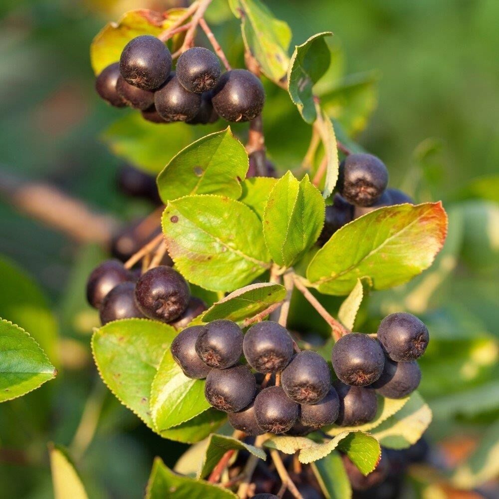Nero Cinsi Siyah Aronya Chokeberry Fidanıa Chokeberry Fidanı