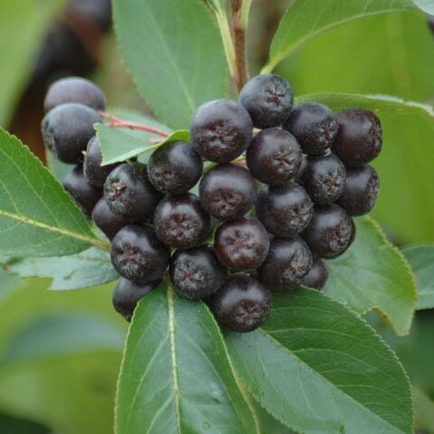 Nero Cinsi Siyah Aronya Chokeberry Fidanıa Chokeberry Fidanı
