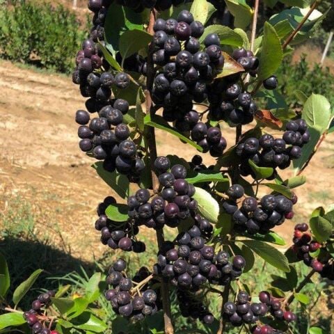 Nero Cinsi Siyah Aronya Chokeberry Fidanıa Chokeberry Fidanı