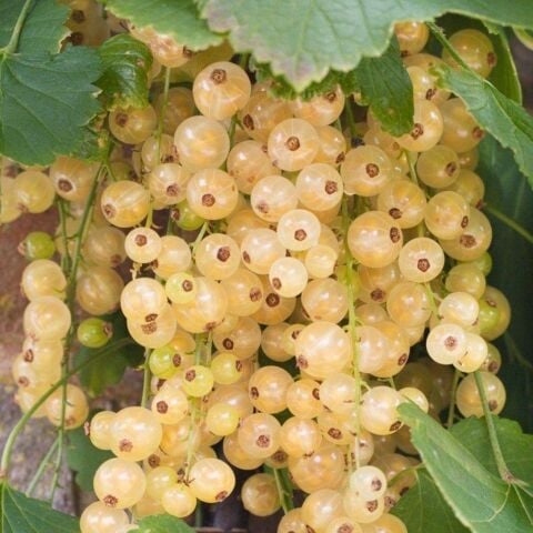 Tüplü Sarı Frenk Üzümü Fidanı