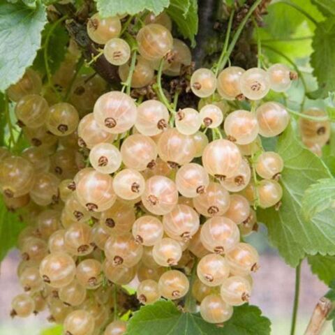 Tüplü Sarı Frenk Üzümü Fidanı