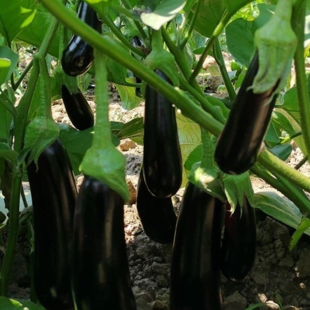 5'li Paket Tüplü Klasik Patlıcan Fidesi