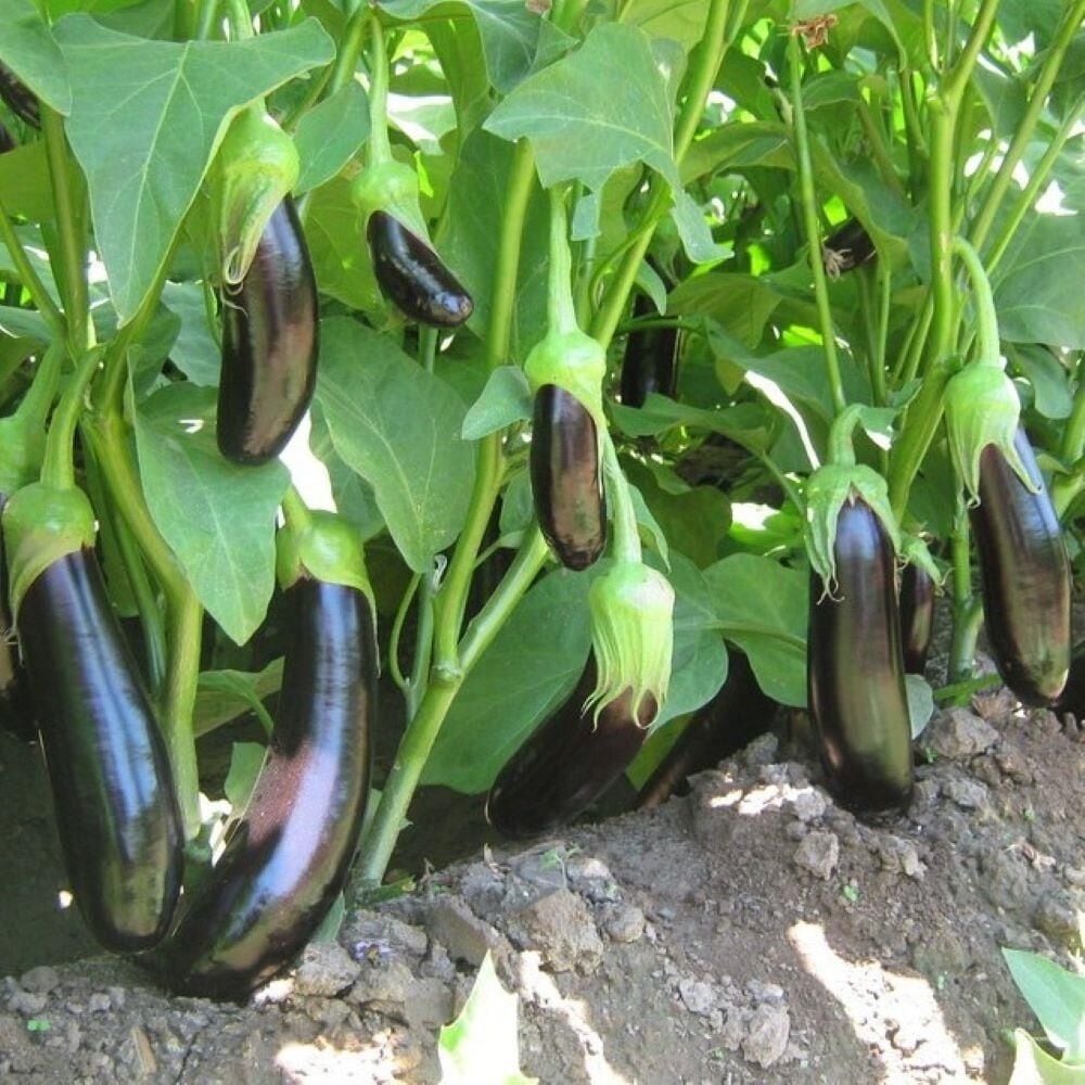 Tüplü 5'li Paket Aydın Siyahı Patlıcan Fidesi