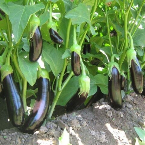 Tüplü 5'li Paket Aydın Siyahı Patlıcan Fidesi