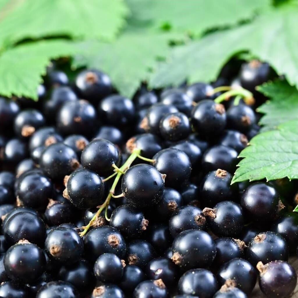 Tüplü Rosenthals Cinsi (Siyah) Frenk Üzümü Fidanı