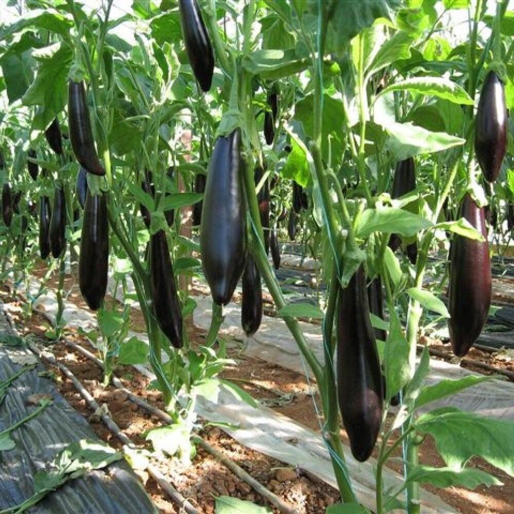 Organik Tüplü 5'li Paket Kemer Patlıcan Fidesi