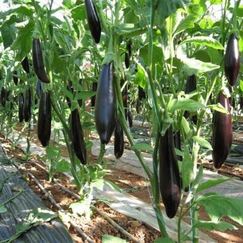 Organik Tüplü 5'li Paket Kemer Patlıcan Fidesi