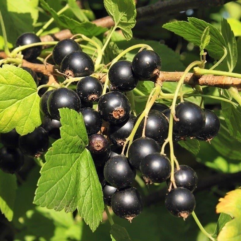 Tüplü Goliath Cinsi (Siyah) Frenk Üzümü Fidanı