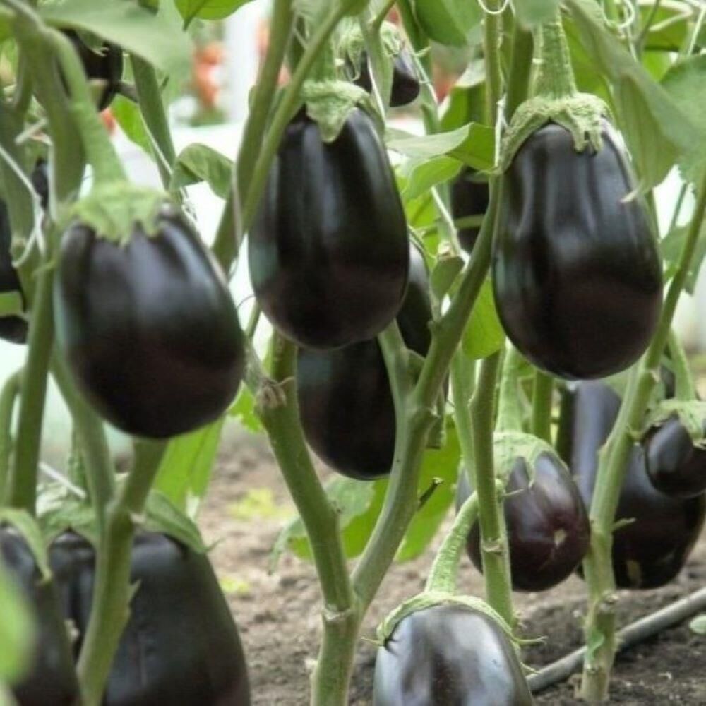 5'li Paket Tüplü Topan Patlıcan Fidesi