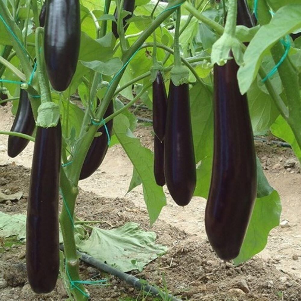 Tüplü 5'li Paket Hibrit Uzun NT-1683 F1 Patlıcan Fidesi