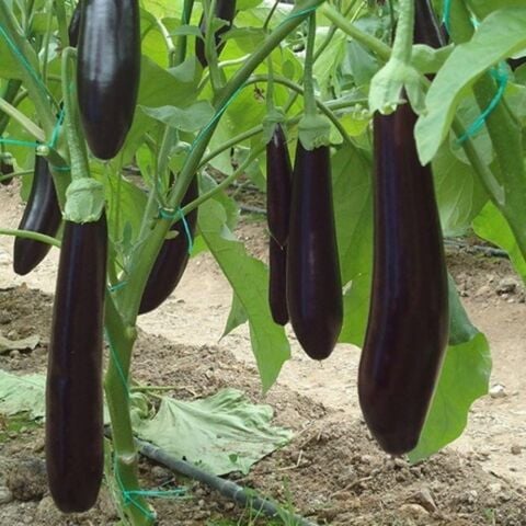 Tüplü 5'li Paket Hibrit Uzun NT-1683 F1 Patlıcan Fidesi